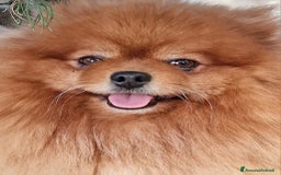Spitz cani in regalo: Spitz tedesco NANO Pomerania  a Provincia di Monza e della Brianza - Immagine 6