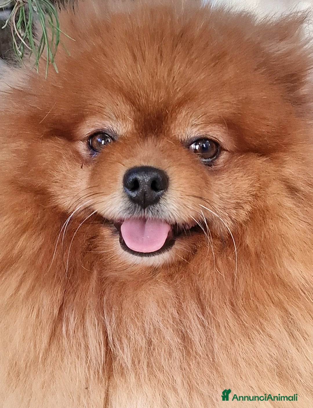 Spitz cani in regalo: Spitz tedesco NANO Pomerania  a Provincia di Monza e della Brianza - Immagine 6