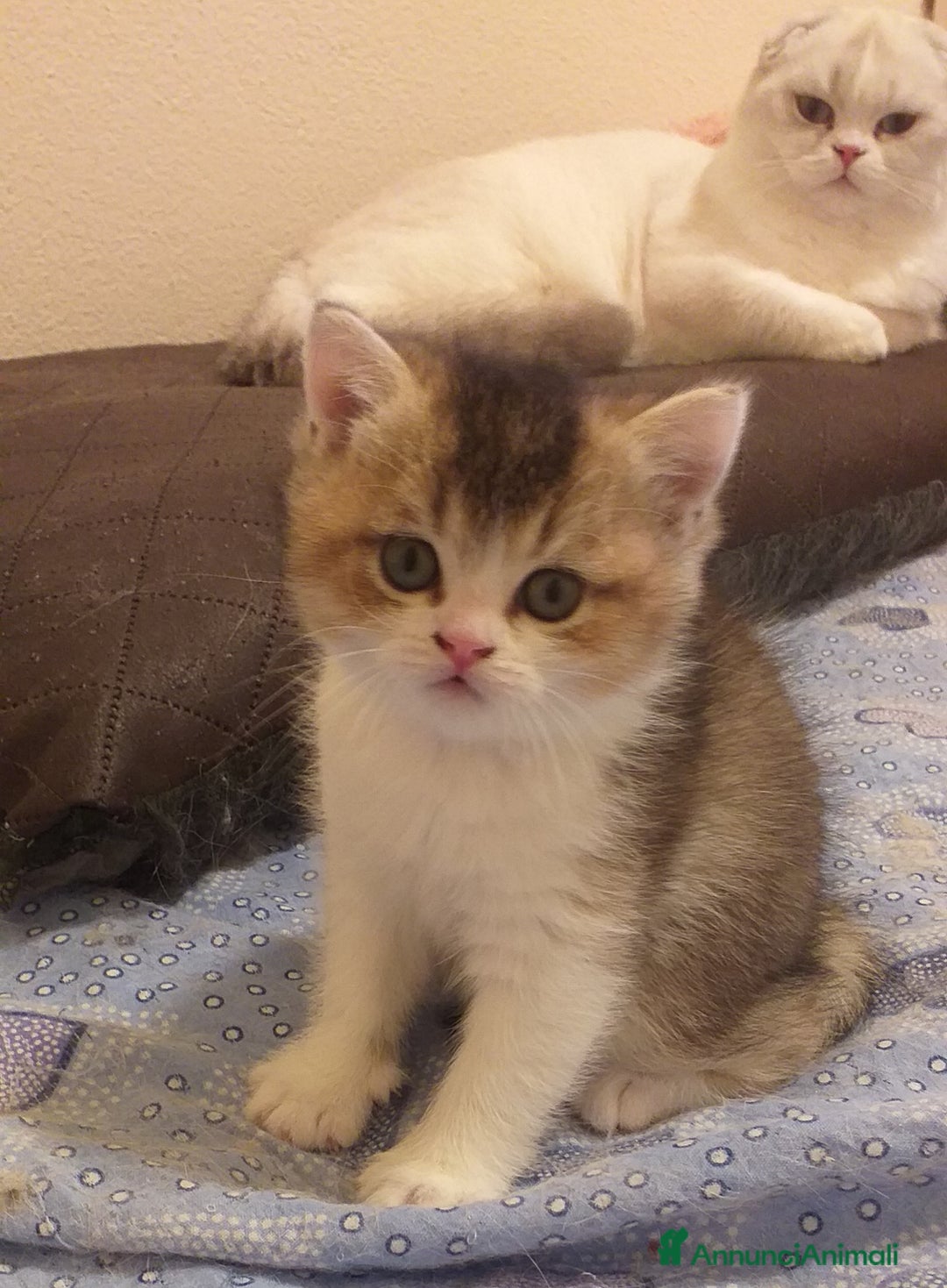 British gatti in vendita: Cuccioli British/Scottish  - Annuncio 14