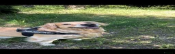 Golden Retriever cani per accoppiamento: Golden Retriever 4 anni per monta – Roma a Città metropolitana di Roma Capitale - Annuncio 3
