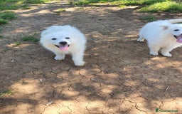 Pastore Maremmano cani in regalo: Meravigliosi maremmanini  a Provincia di Viterbo - Immagine 7