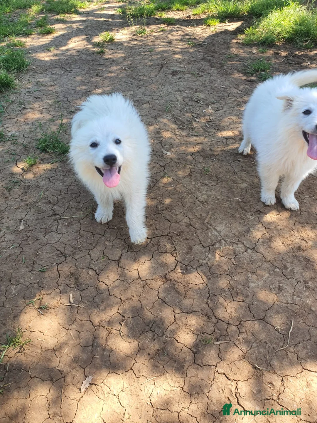 Pastore Maremmano cani in regalo: Meravigliosi maremmanini  a Provincia di Viterbo - Annuncio 7