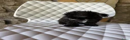 Barboncino Toy cani in vendita: Barboncini toy - Annuncio 8