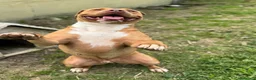 Meticcio cani in regalo: Cito tre anni - Annuncio 2
