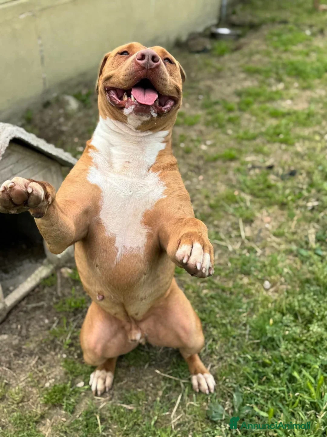 Meticcio cani in regalo: Cito tre anni - Annuncio 2