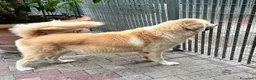 Meticcio cani in regalo: SALOMOME CERCA CASA - Annuncio 3