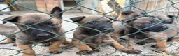 Pastore Belga cani in vendita: Cucciolo Pastore Belga Malinois - Annuncio 2