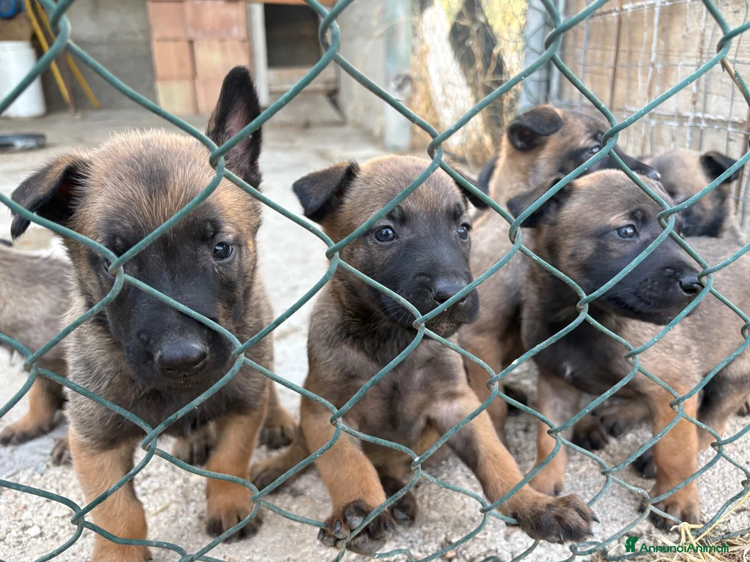 Pastore Belga cani in vendita: Cucciolo Pastore Belga Malinois - Annuncio 2
