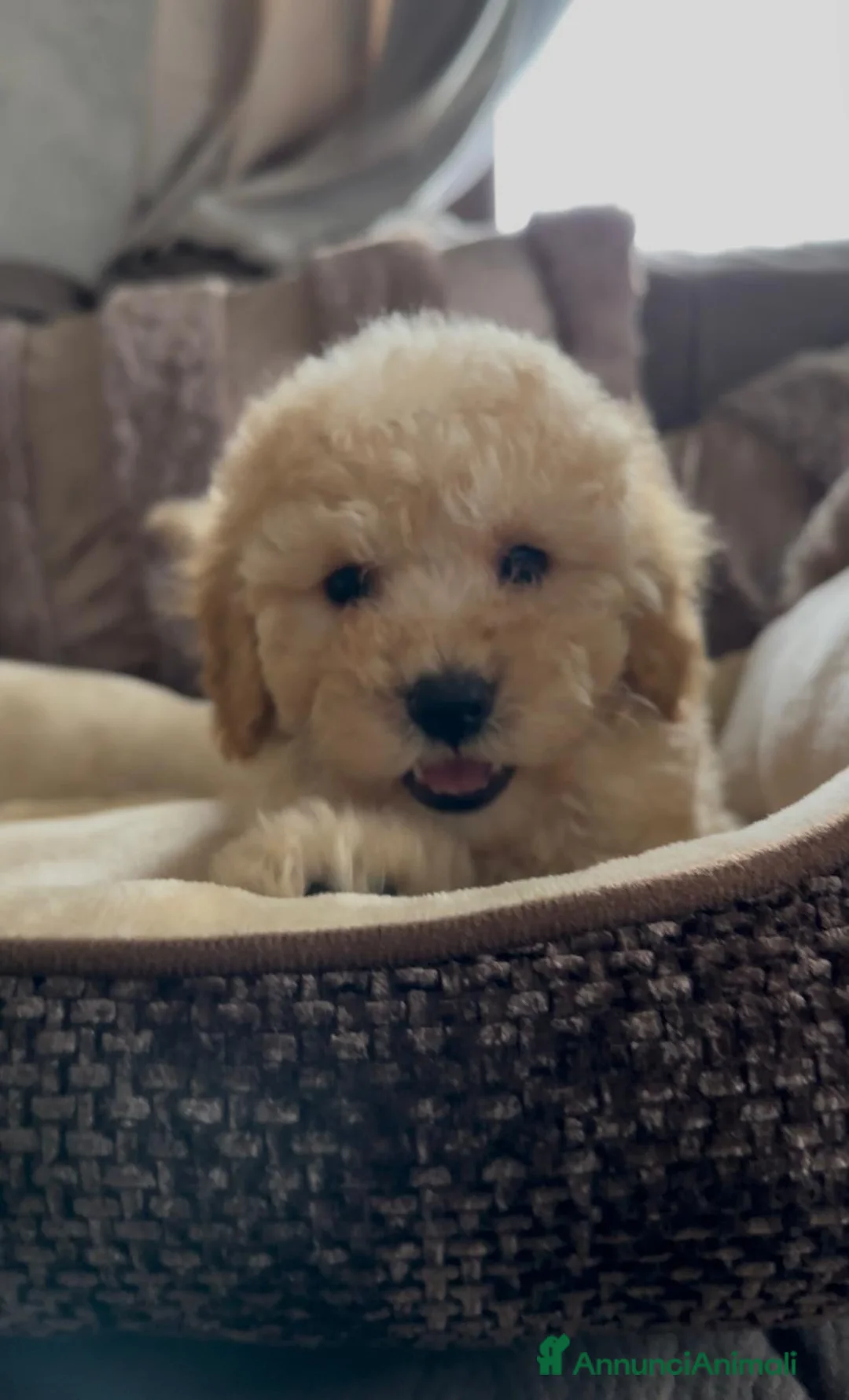 Barboncino cani in vendita: Stupendi cuccioli - Annuncio 4