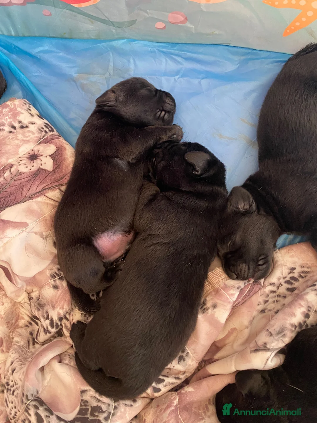 Labrador cani in vendita: Cuccioli Labrador  - Annuncio 3