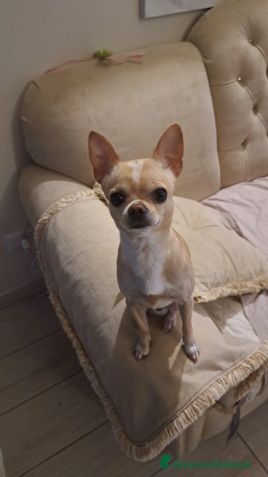 Chihuahua cani per accoppiamento: Chihuhua accoppiamento  - Annuncio 3
