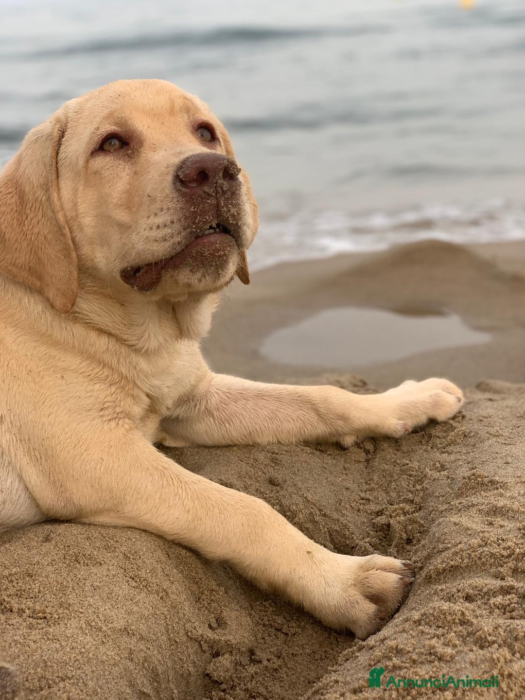 Labrador cani per accoppiamento: Seven cerca fidanzata.🐾🩵 - Annuncio 19