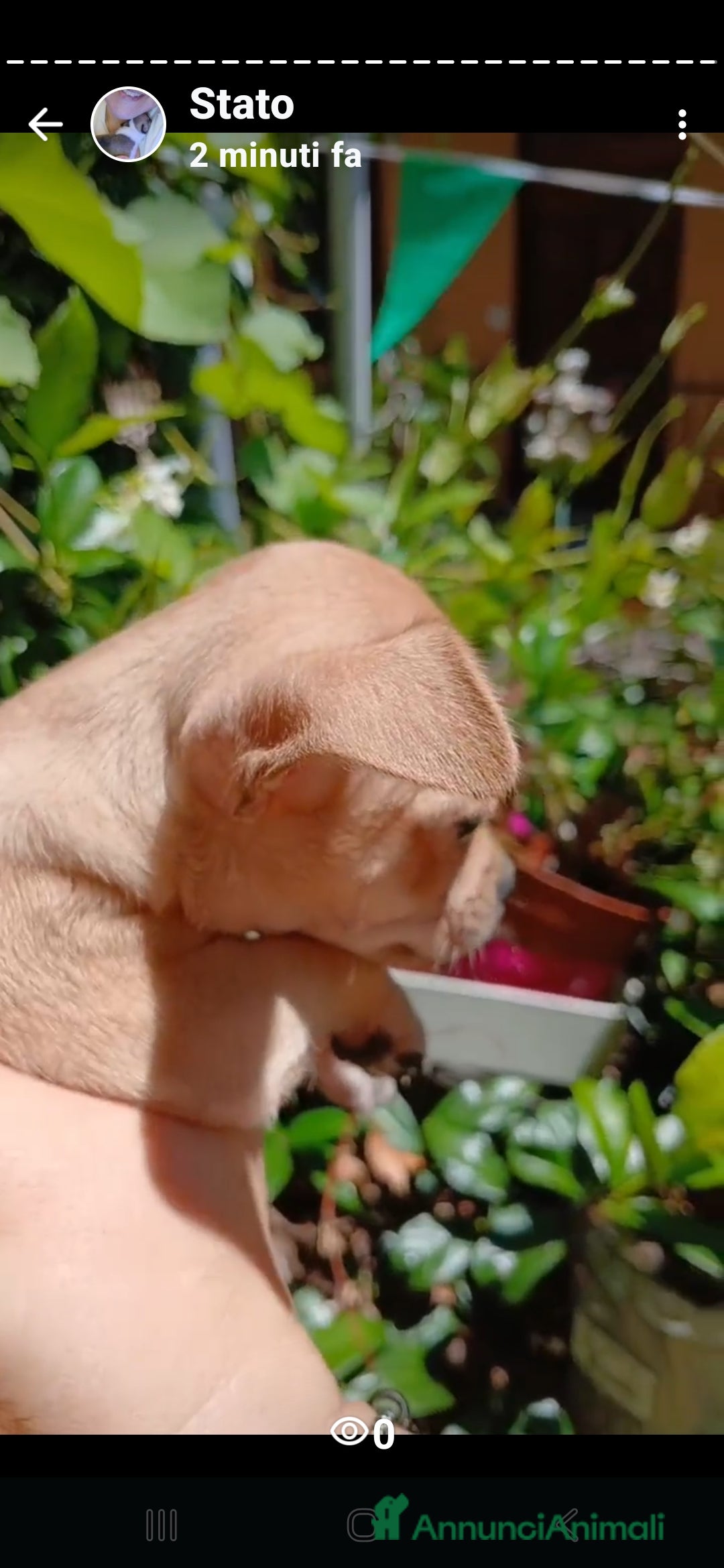 Chihuahua cani in vendita: Chihuahua Cuccioli stupendi a Città metropolitana di Roma Capitale - Immagine 15