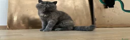 Exotic Shorthair gatti per accoppiamento: Monta gatto Exotic Shorthair - Annuncio 2