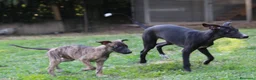 Whippet cani in vendita: Cucciolo maschio - Annuncio 4