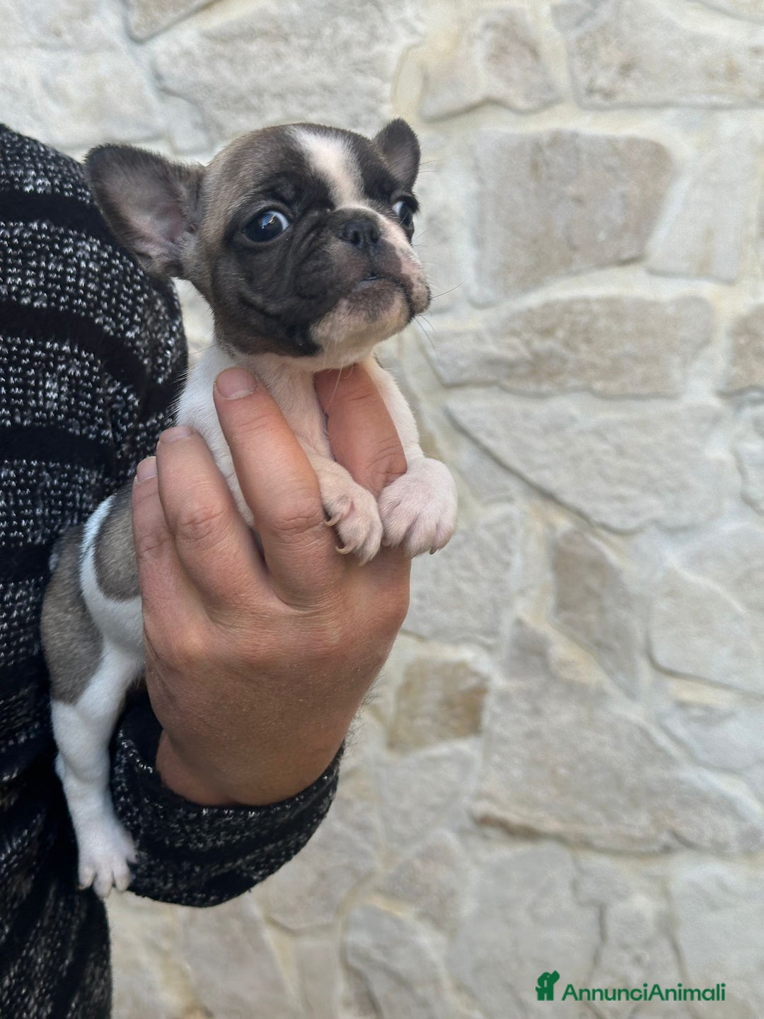 Bulldog Francese cani in vendita: Cucciolo di bulldog francese  - Annuncio 2