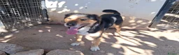 Meticcio cani in regalo: Gigio: 2 anni, socievole, equilibrato - Annuncio 14