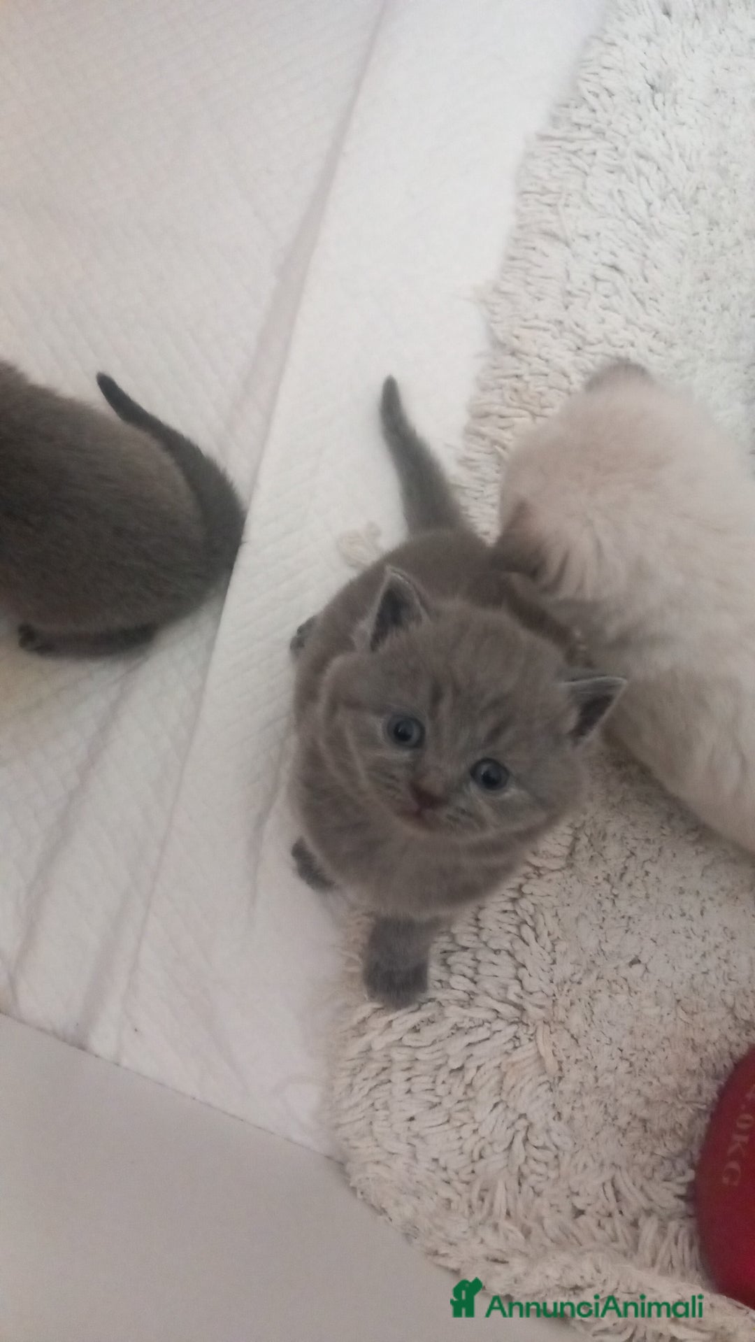Scottish gatti in vendita: Schottich Fold e Scottich Straight  - Annuncio 8