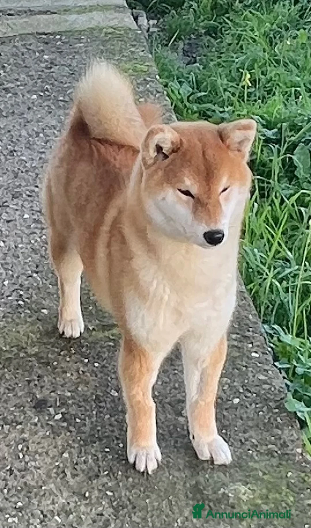 Shiba Inu cani in vendita: Shiba Inu cuccioli con Pedigree a Città Metropolitana di Firenze - Annuncio 2