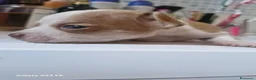 Chihuahua cani in vendita: Cuccioli di Chiwawa - Annuncio 3