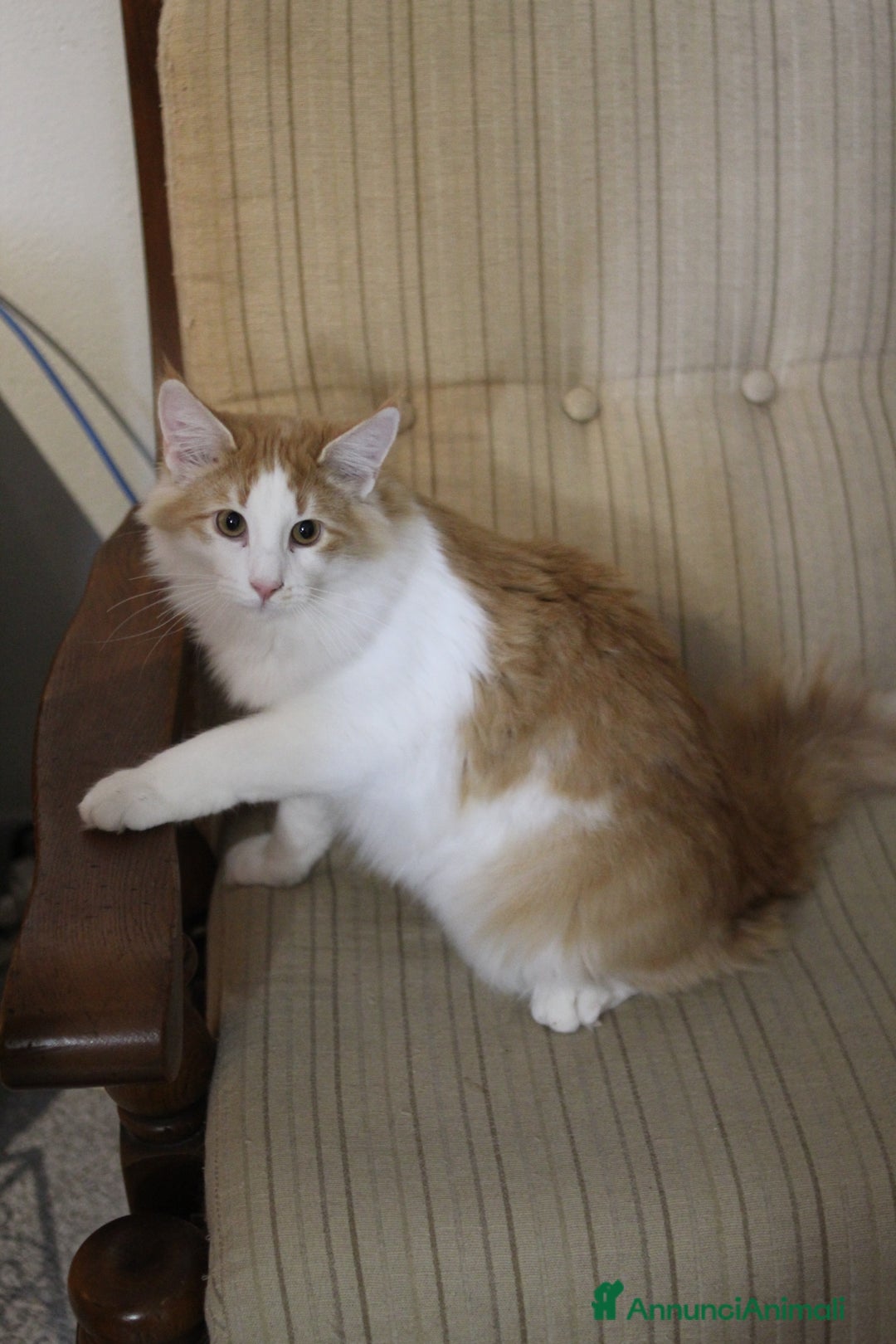 Norvegese gatti in vendita: Norvegesi delle foreste - Annuncio 4