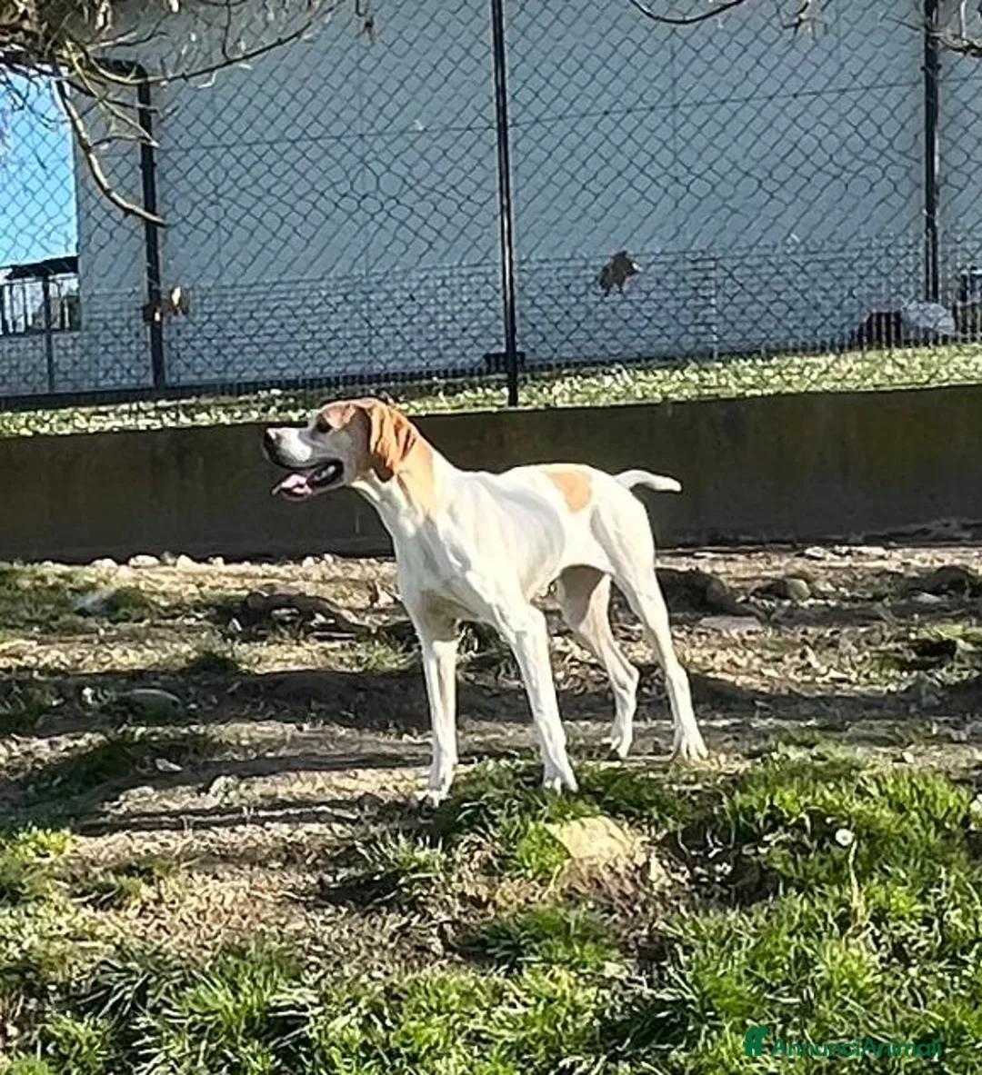 Pointer cani in regalo: AMANDA dolcissima! a Città Metropolitana di Torino - Annuncio 2