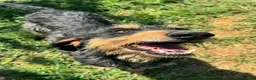 Segugio cani in regalo: Aramis 5 anni segugio - Annuncio 5