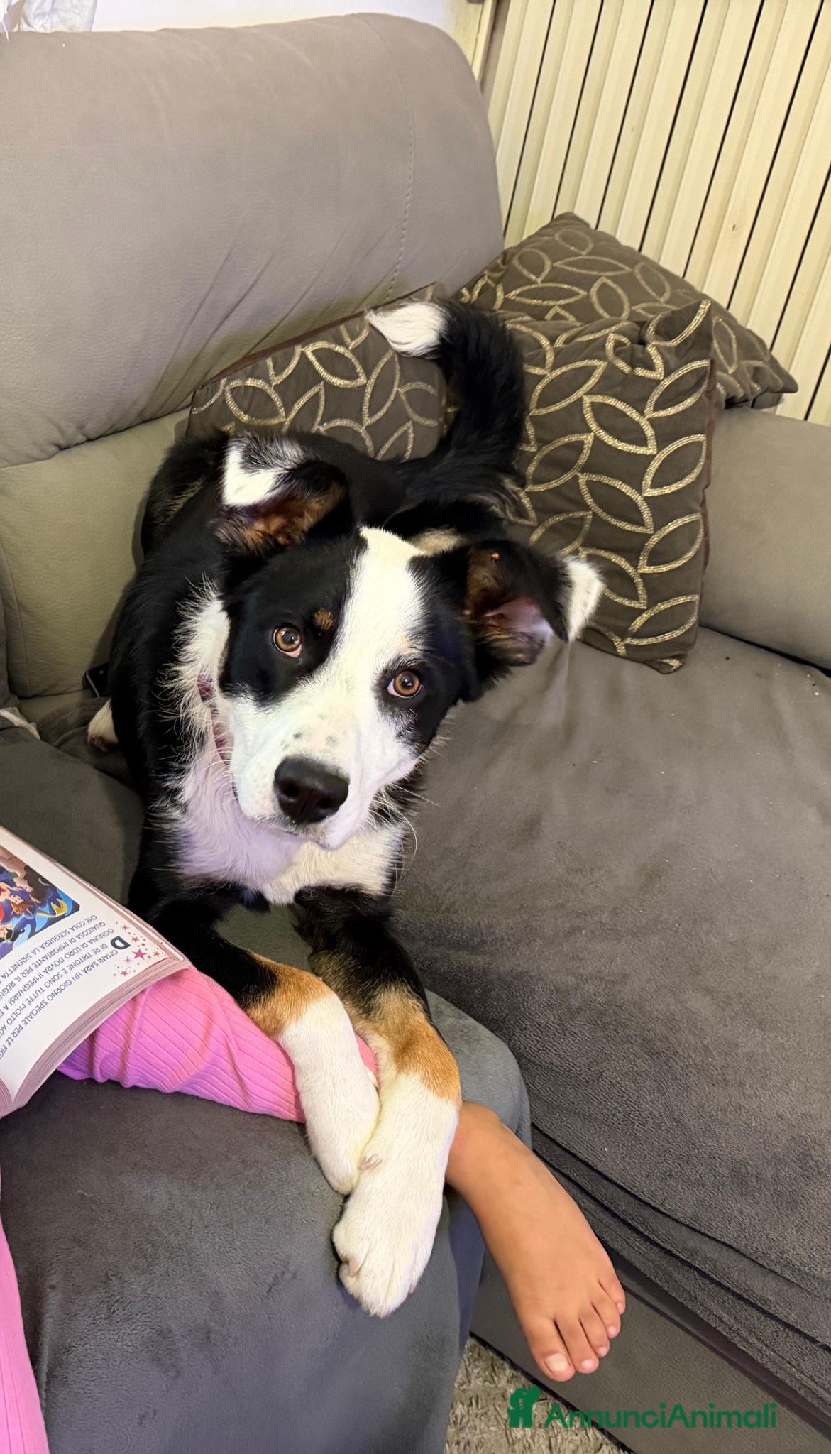 Australian Shepherd cani Ziggy Cerca Casa Urgente - Annuncio 3