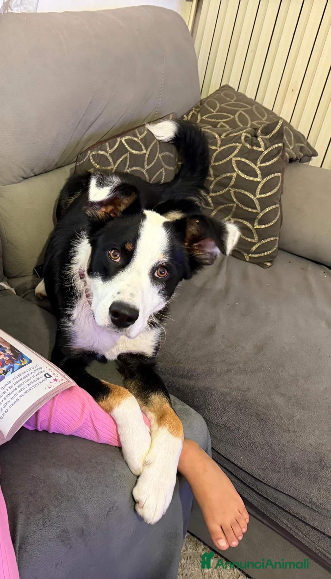 Australian Shepherd cani in regalo: Ziggy Cerca Casa Urgente a Provincia di Reggio Emilia - Annuncio 1