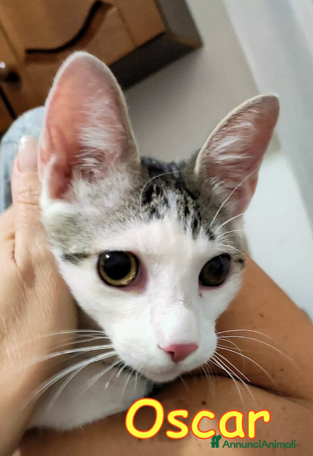 Europeo gatti in regalo: 📍ADOZIONE URGENTE PER OSCAR - Annuncio 5