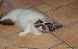 Ragdoll gatti in vendita: Ragdoll blu mitted a Provincia di Brescia - Immagine 9