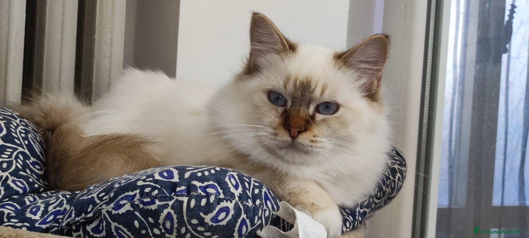 Sacro di Birmania gatti in vendita: Cuccioli di Sacro di Birmania  - Immagine 1