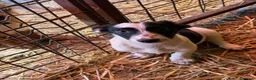 Meticcio cani in regalo: FLORIA e FANA, sorelline a macchioline! TG PICCOLA - Annuncio 3