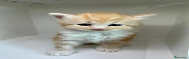Siberiano 2