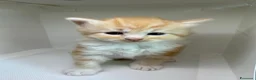 Siberiano gatti in vendita: Cuccioli di gatto siberiano  a Città metropolitana di Milano - Annuncio 4