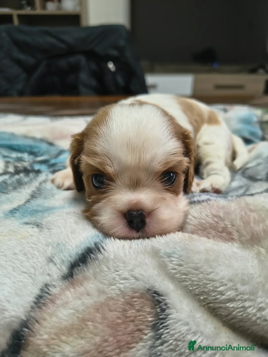 Cavalier King cani in vendita: Cuccioli di cavalier king Charles spaniel  a Provincia di Modena - Annuncio 6