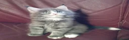 Maine Coon gatti in vendita: Maine coon occhi blu/impari a Provincia di Cremona - Annuncio 5