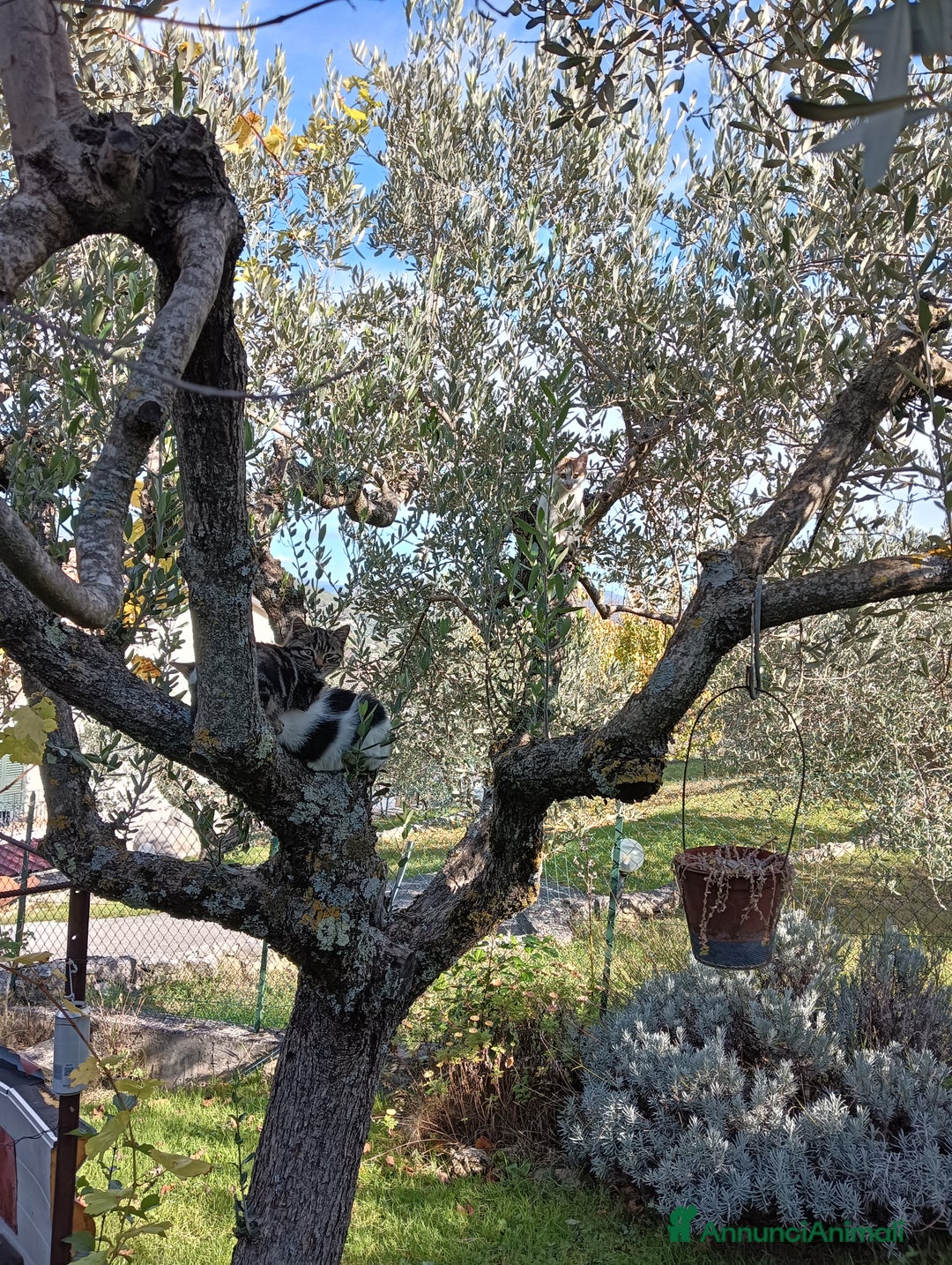 Europeo gatti in regalo: Gatti ni  - Annuncio 6