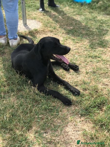 Meticcio cani  BLOCK derivato mastino dalle sette bellezze a Provincia di Latina - Annuncio 2