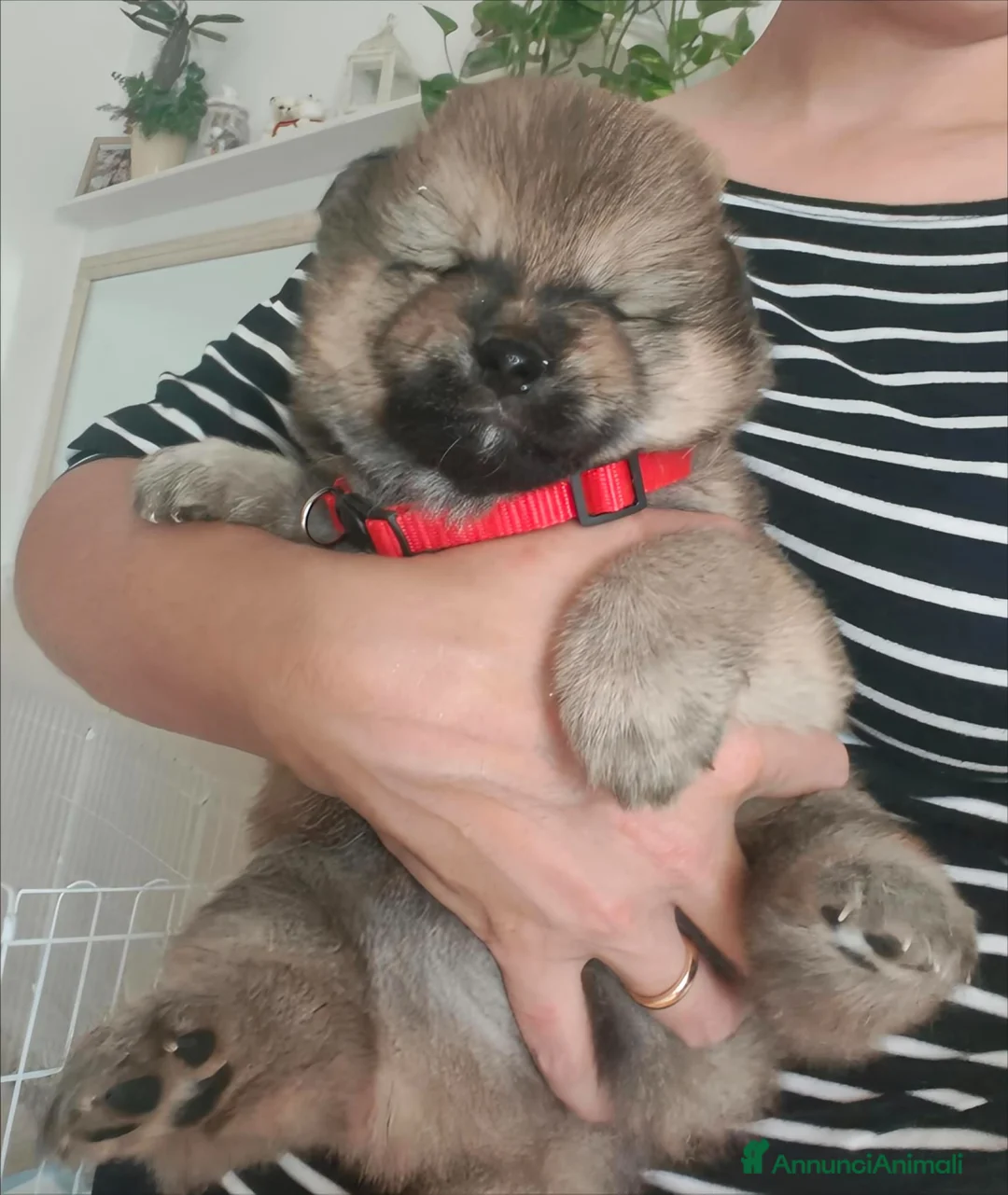 Shiba Inu cani in vendita: Cuccioli di Shiba Inu  - Annuncio 2