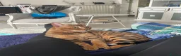 Bengala gatti in vendita: Cuccioli brown tre mesi a Provincia di Modena - Annuncio 7