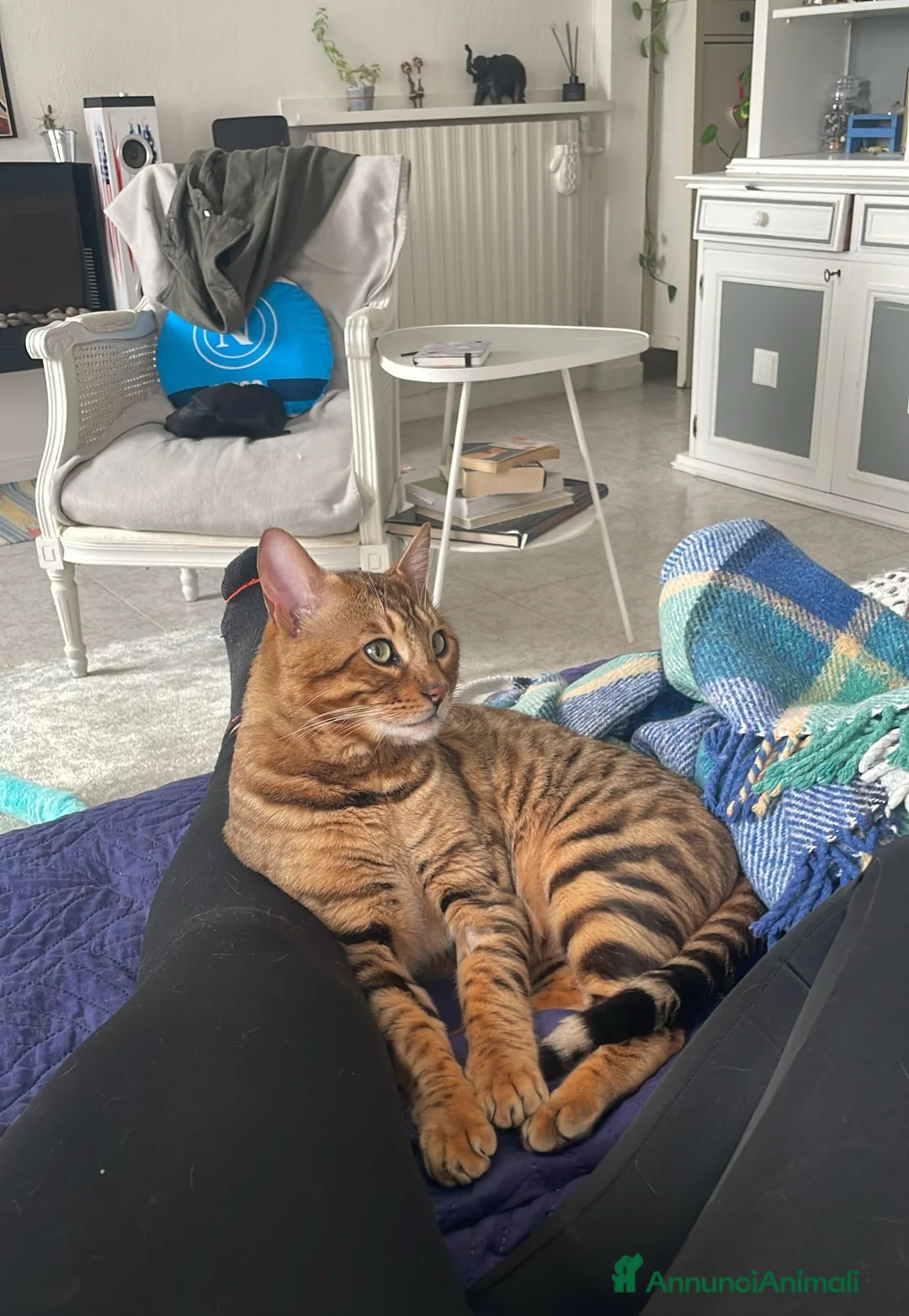 Bengala gatti in vendita: Cuccioli brown tre mesi a Provincia di Modena - Annuncio 7