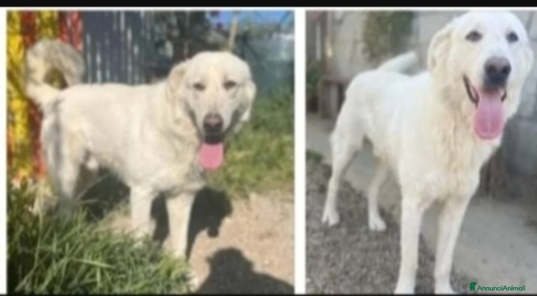 Meticcio cani in regalo: 4anni buttato cucciolo in 1sacco nel fiume!SICILIA - Annuncio 2