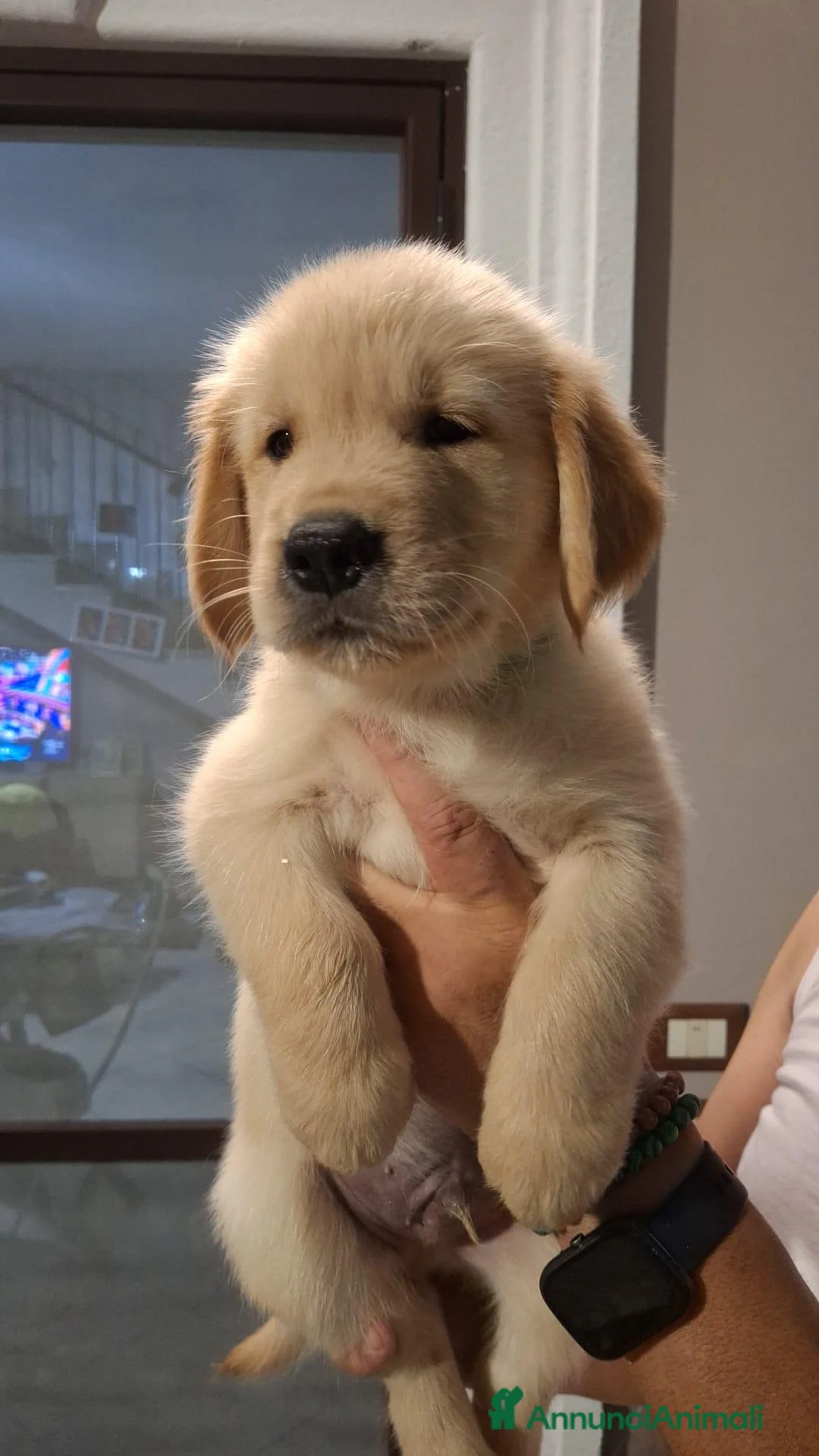 Golden Retriever cani in vendita: Cuccioli di golden retriver  a Città Metropolitana di Napoli - Annuncio 2