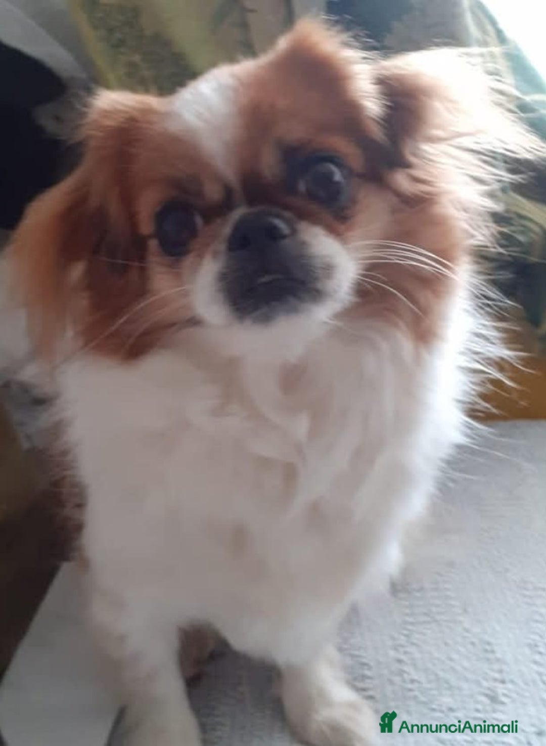 Tibetan Spaniel cani in vendita: Cucciolo di Tibetan spaniel  - Annuncio 4