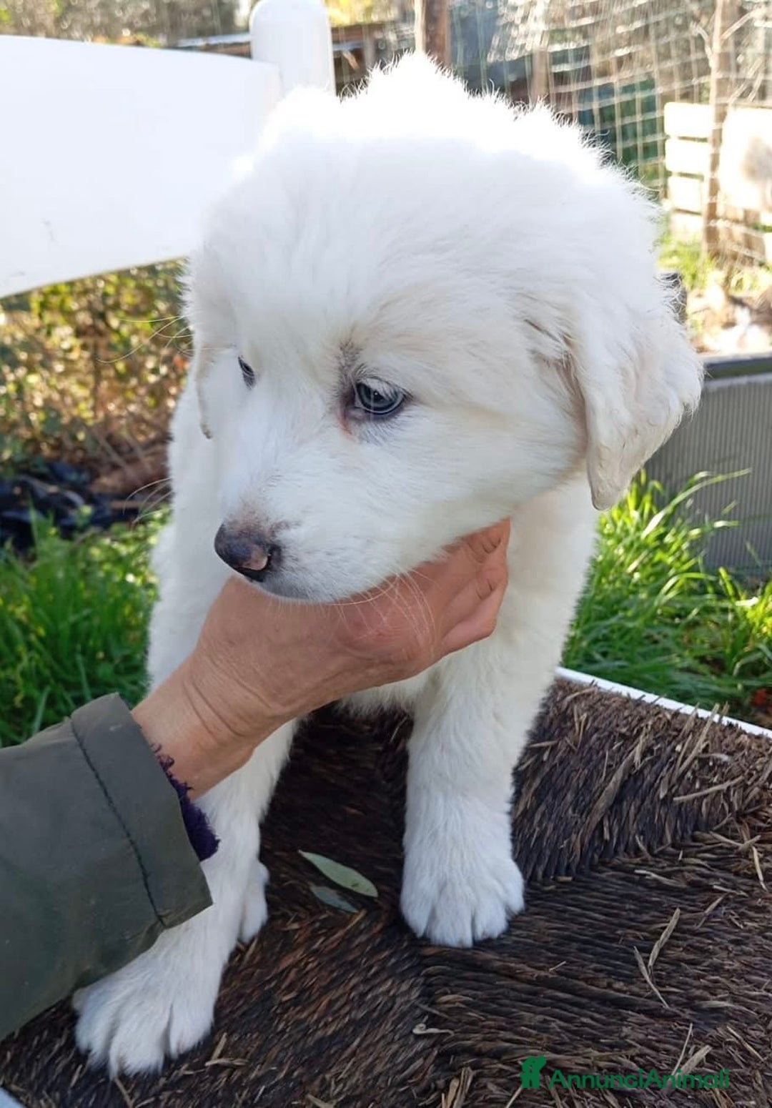 Pastore Maremmano cani in regalo: Dolci cuccioli tg grande simil maremmani 2 mesi - Annuncio 7