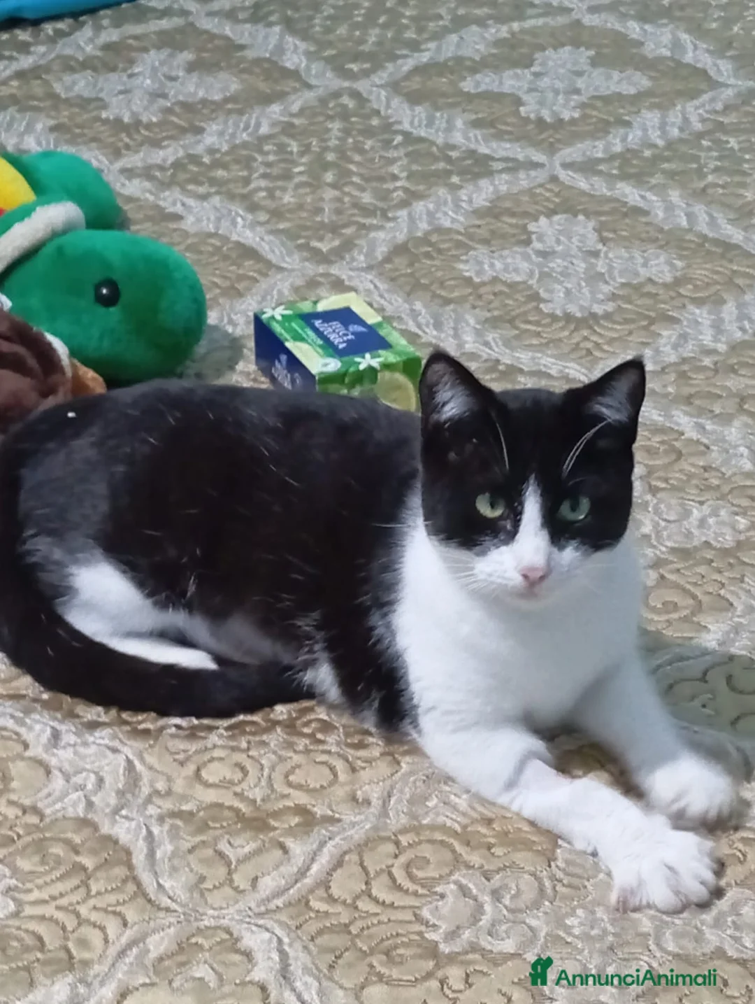 Altre razze gatti in regalo: GATTI SOCIEVOLI - Annuncio 3