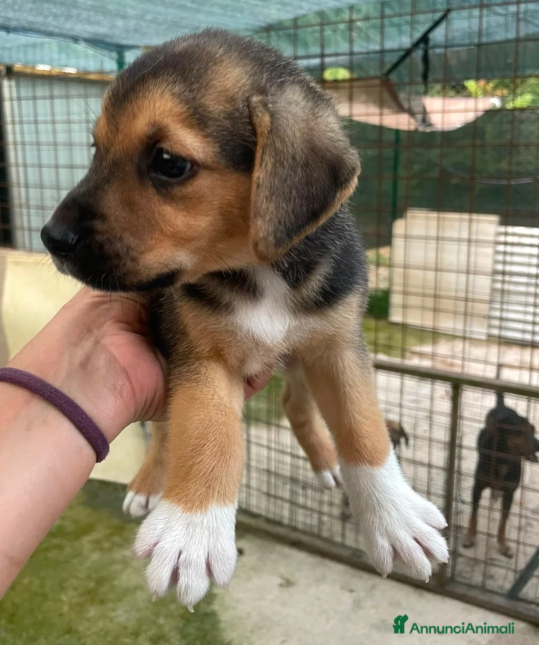 Meticcio cani in regalo: Il piccolo Tarzan aspetta te - Annuncio 2