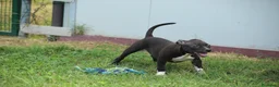 Pitbull cani in vendita: Cuccioli di Pit Bull anche a rate - Annuncio 17