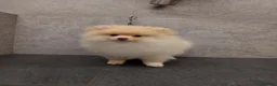 Spitz cani in vendita: Cucciolo di Spitz tedesco  - Annuncio 4